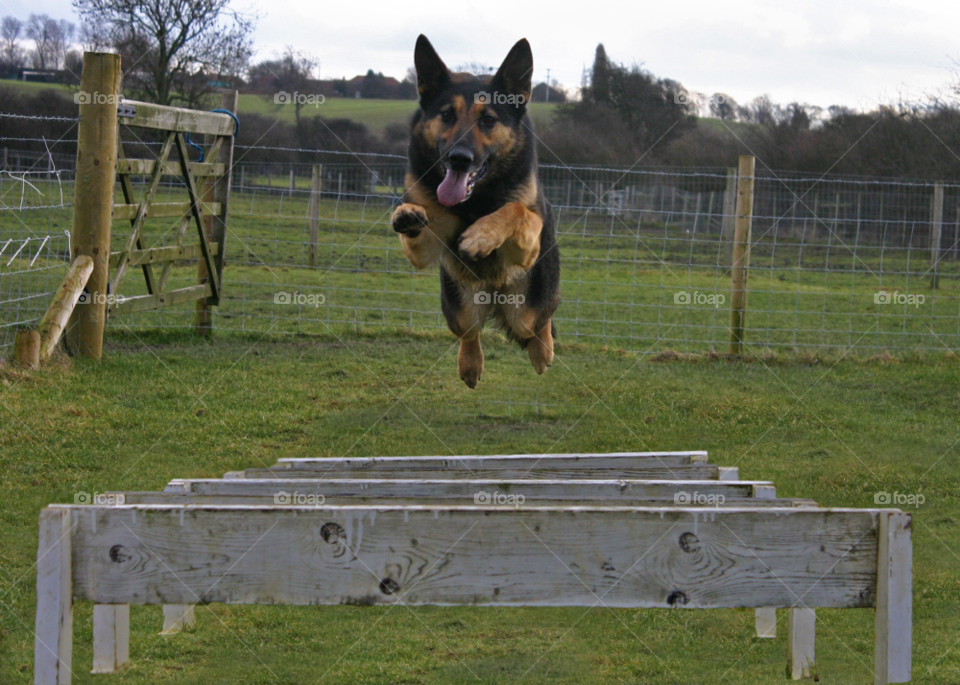 dog fun fly jump by Wilson100