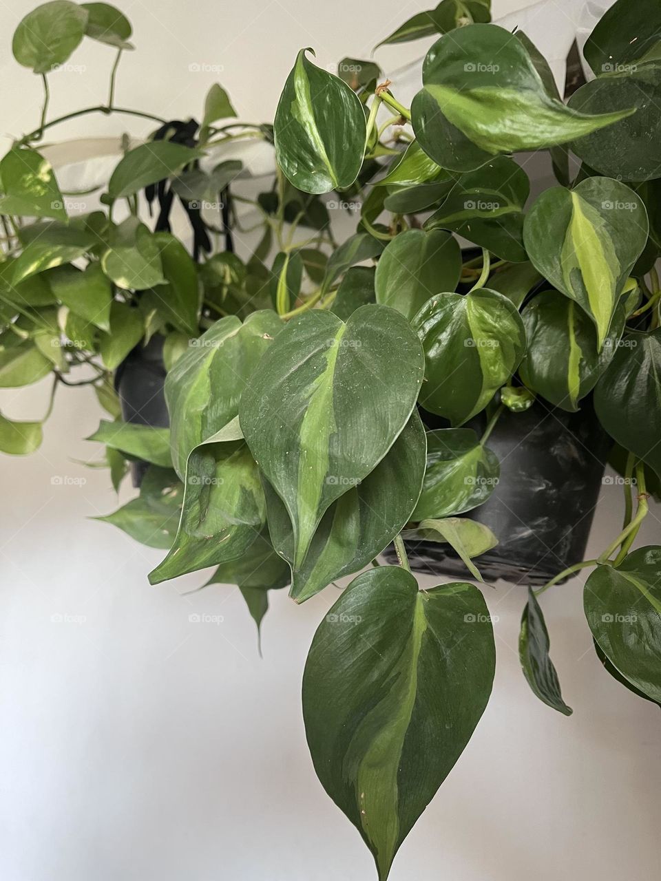 philodendron and pothos love