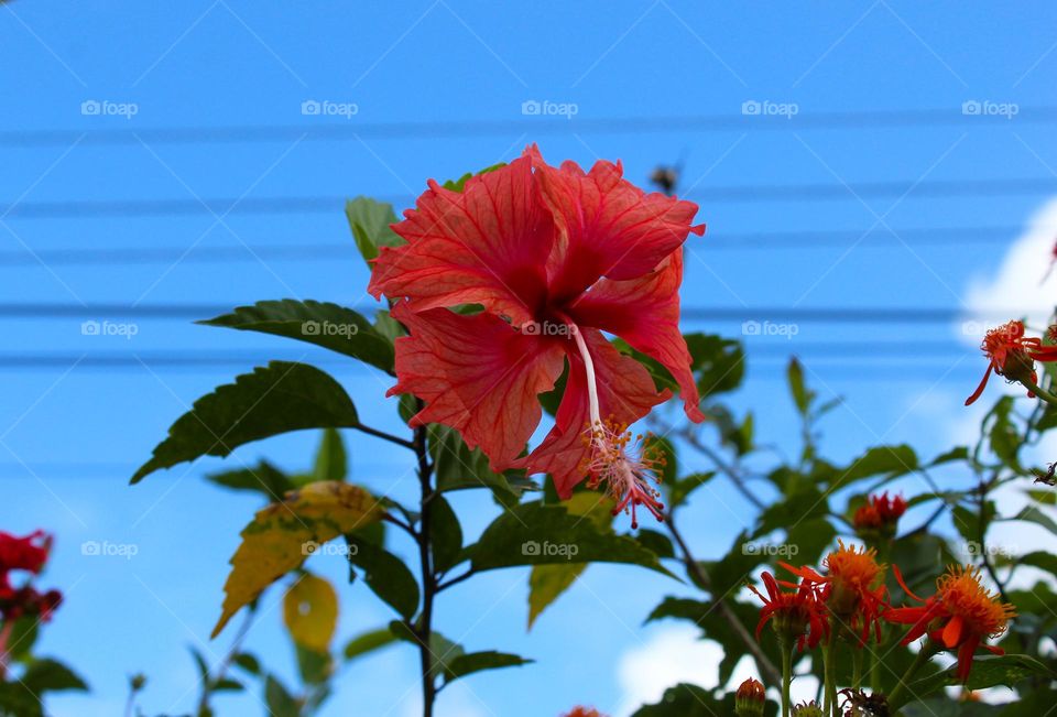 Close up of red Hibiscus flower in a natural environment.  Single tropical flower