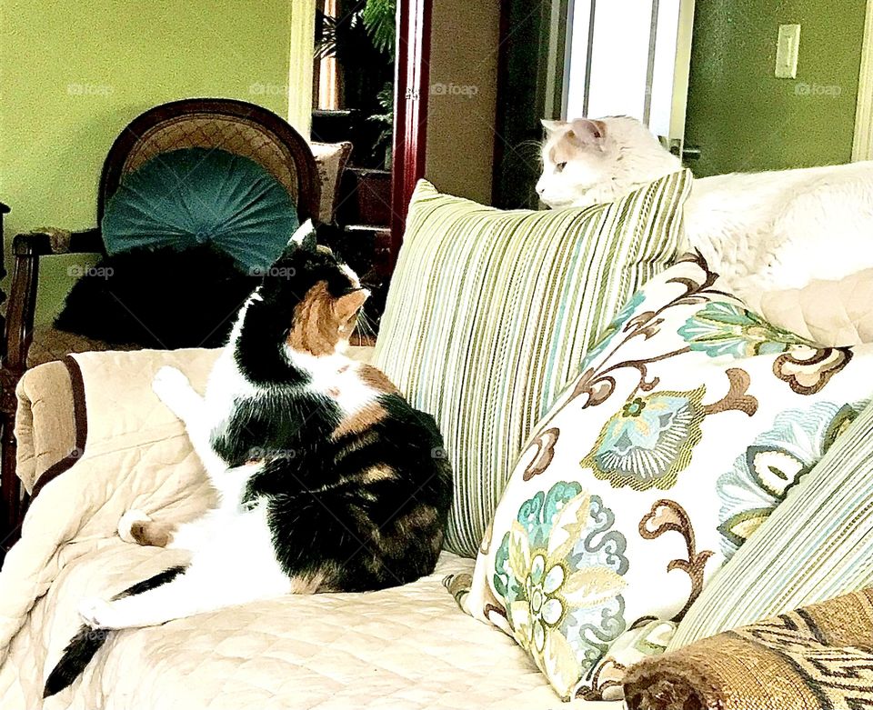 Kitty kitty conversation 