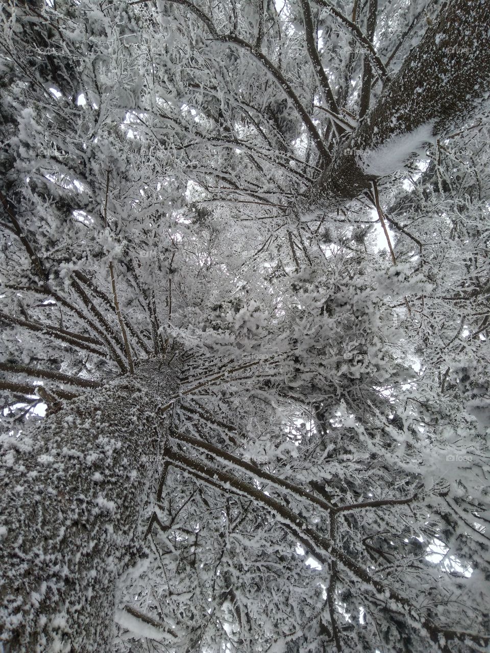 Magical trees in beautiful winter.