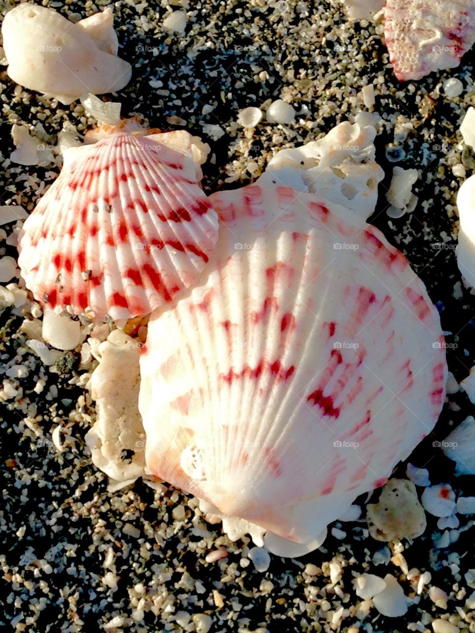 Sea shells 