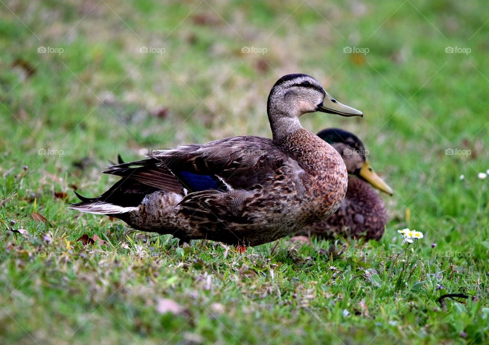 Couple of ducks sitting in the field