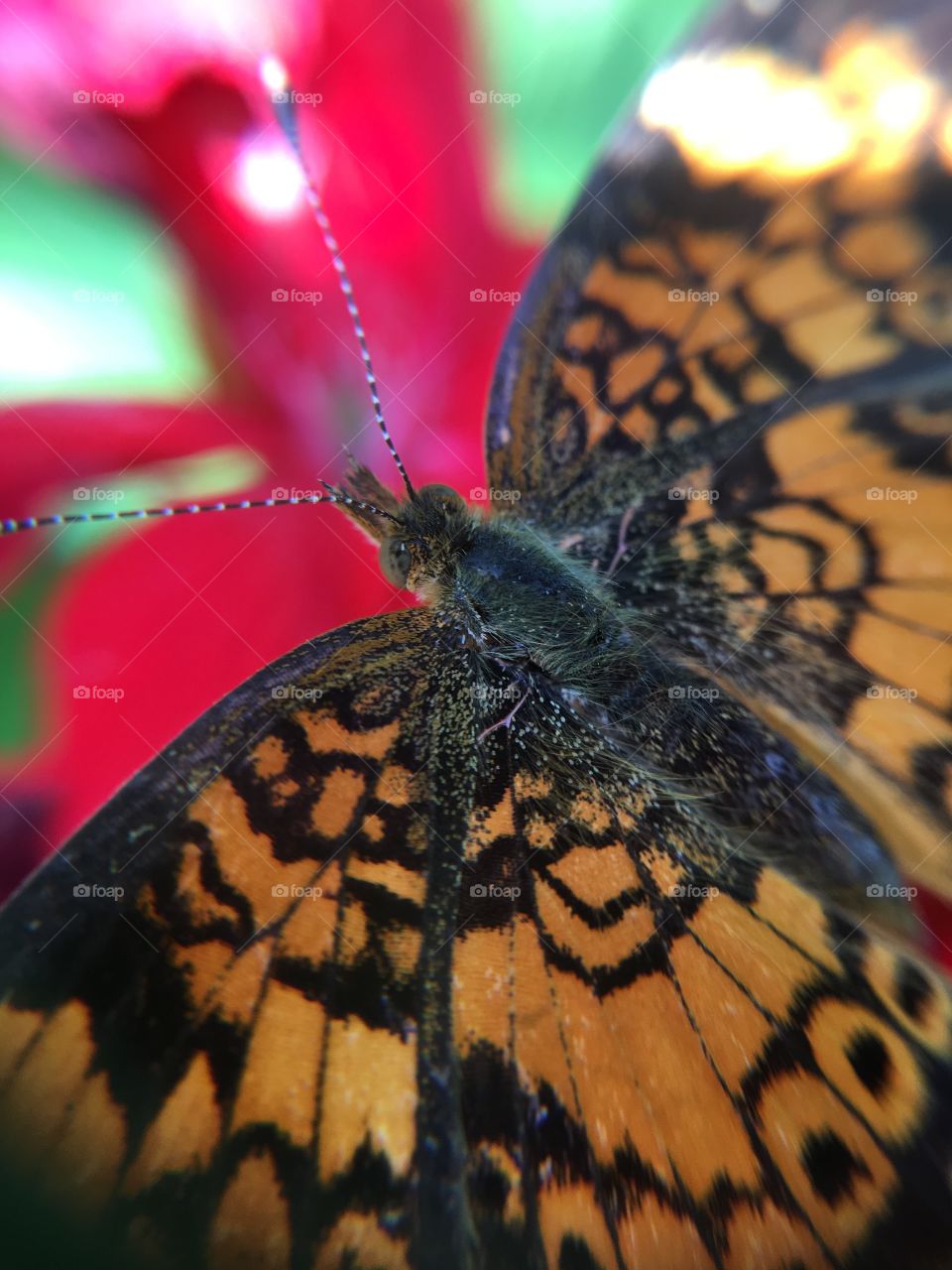 Closeup of butterfly