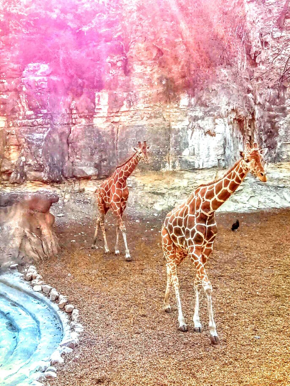 Giraffes cartoon style