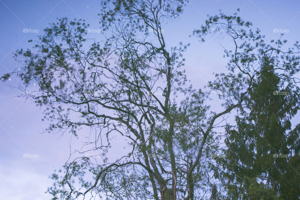 Trees in the water 