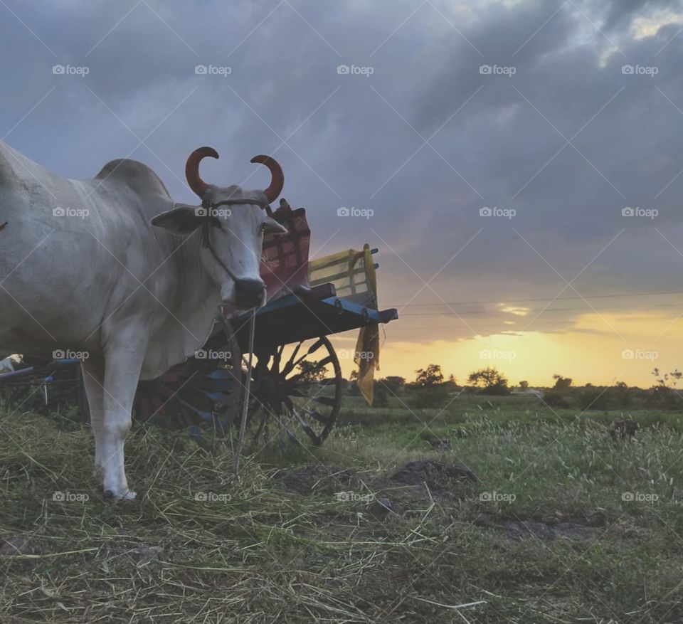 Real life in village with beautiful evening 