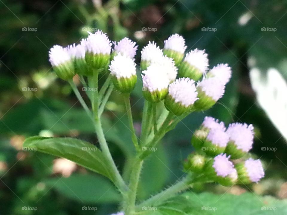 group. flower's in group