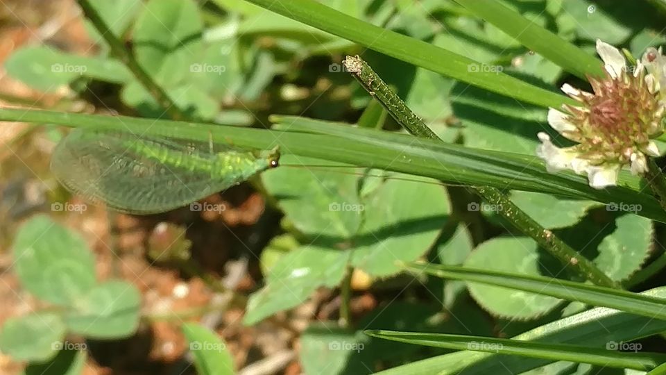 Leaf, Nature, Flora, No Person, Outdoors