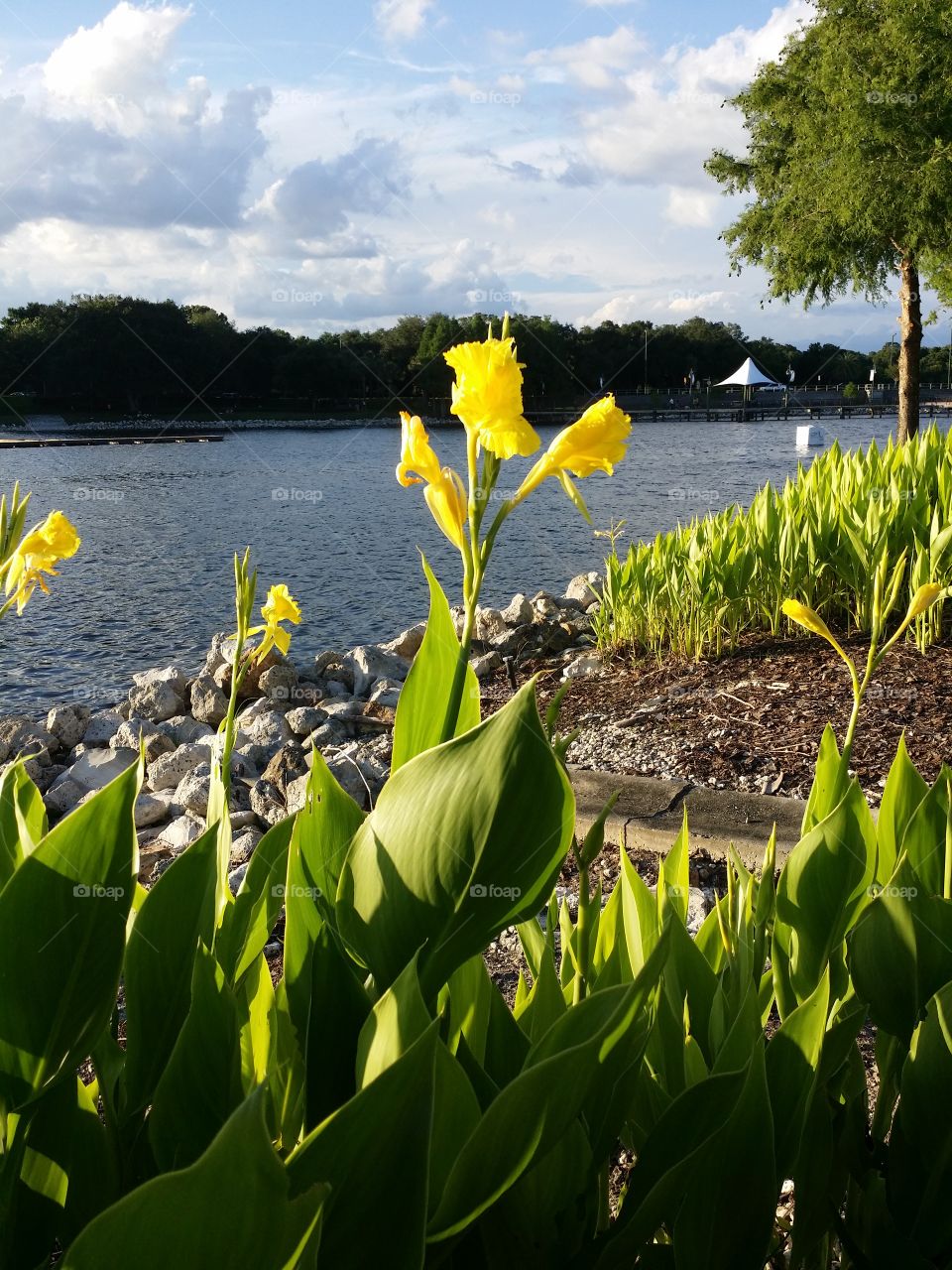 Yellow Flowers In the Park. Took this at Cranes Roost in Altamonte Springs Florida