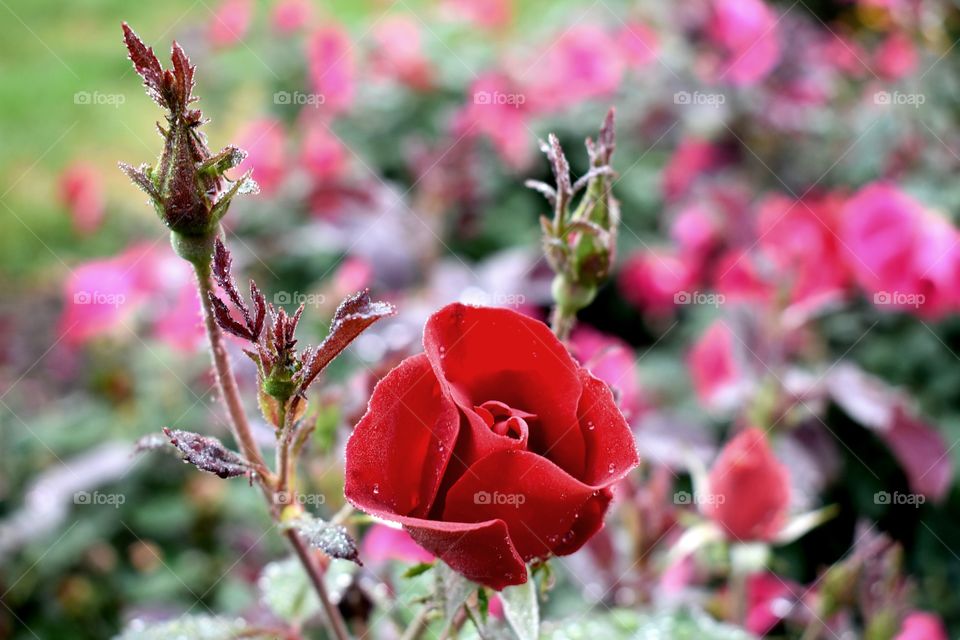 red rose garden do Morning Fresh floral fun park Dublin Ohio