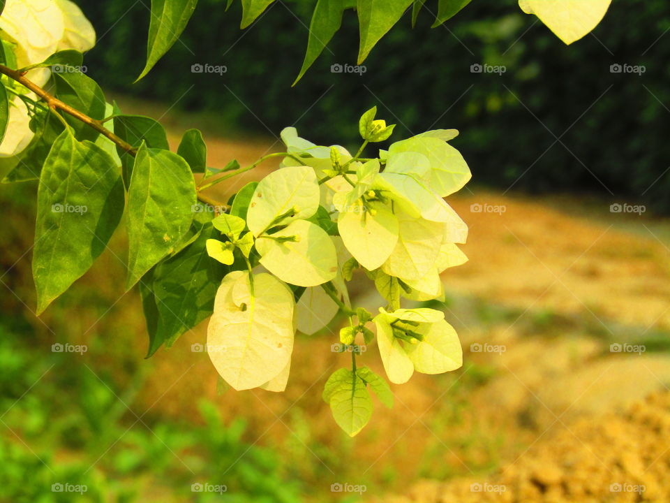 Beautiful Yellow and white color Bougainvillea is a genus of thorny ornamental vines, bushes, or trees or yellow King bougainvillea.