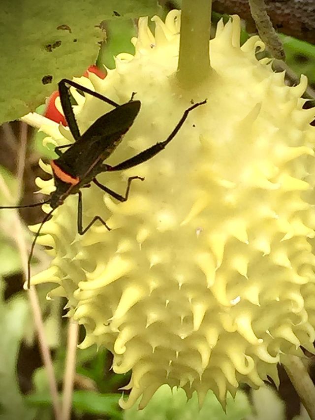 Insects