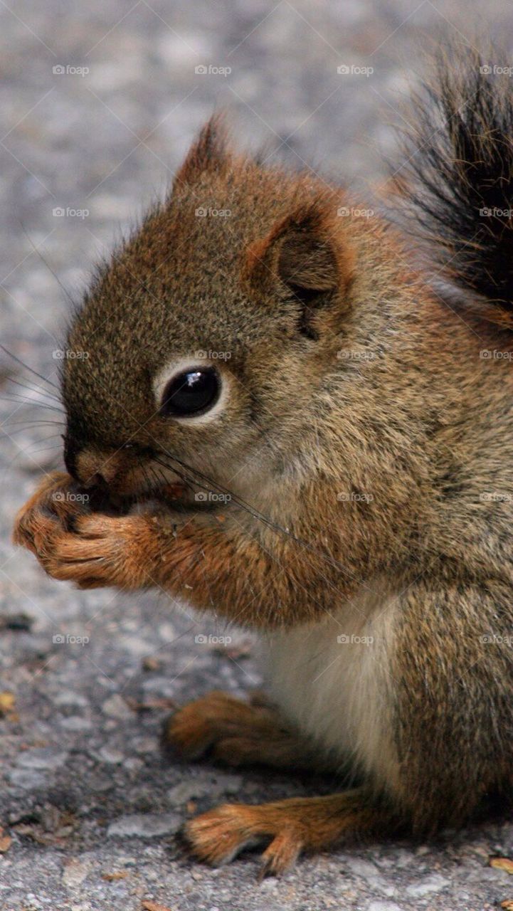 Baby squirrel