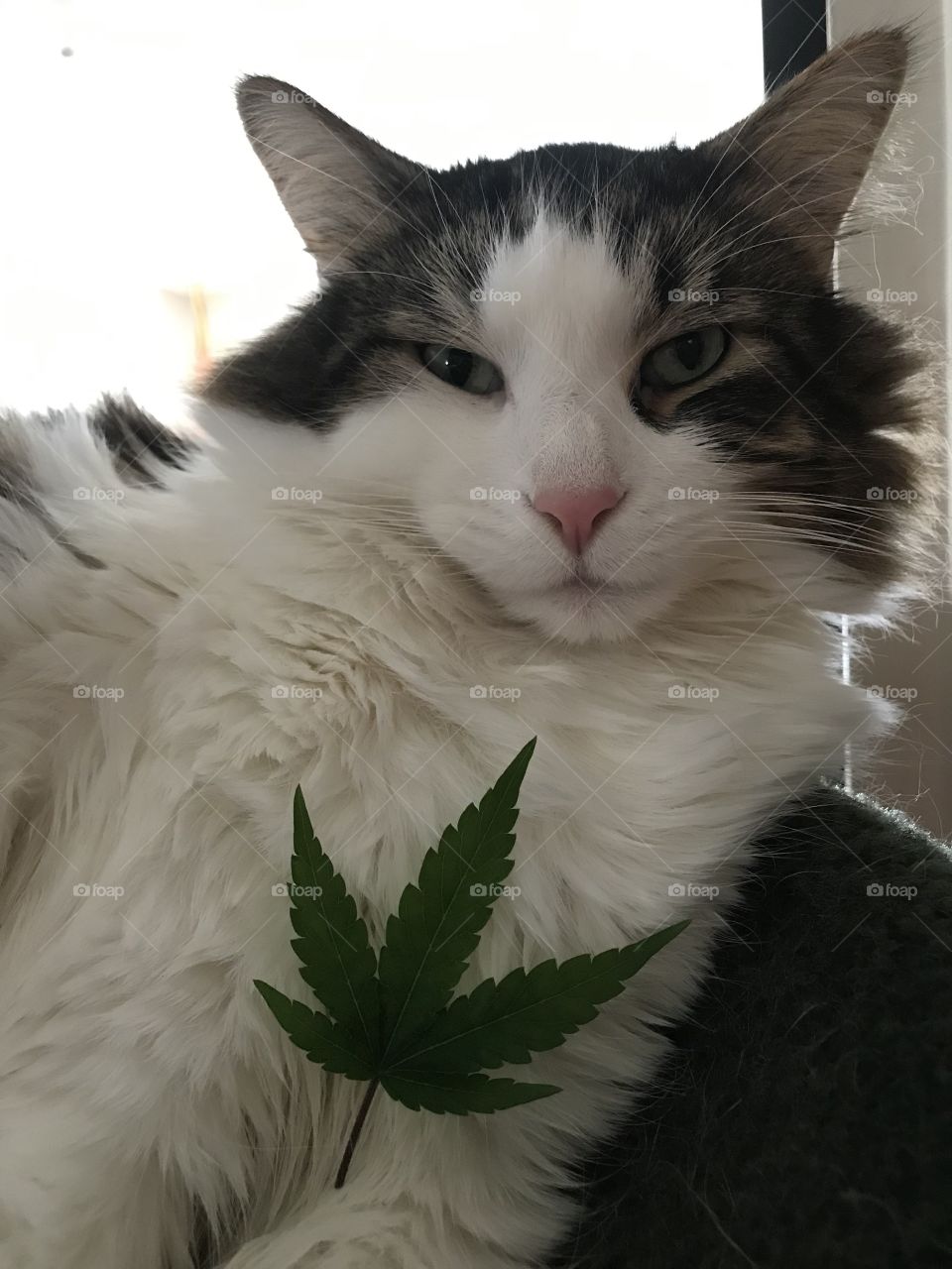 Cannabis kitty