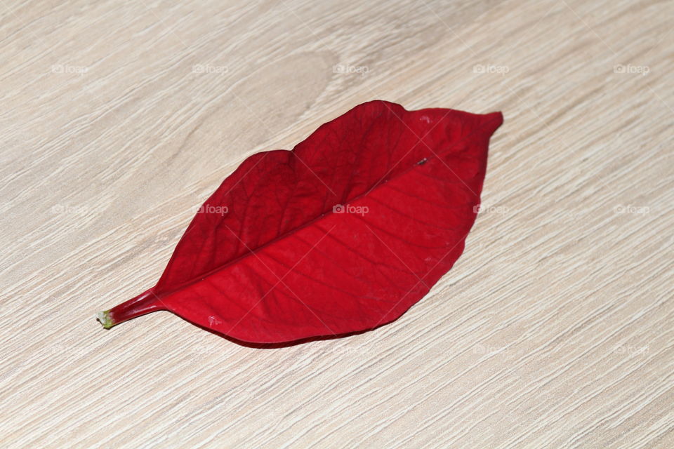 red leaf on wood table