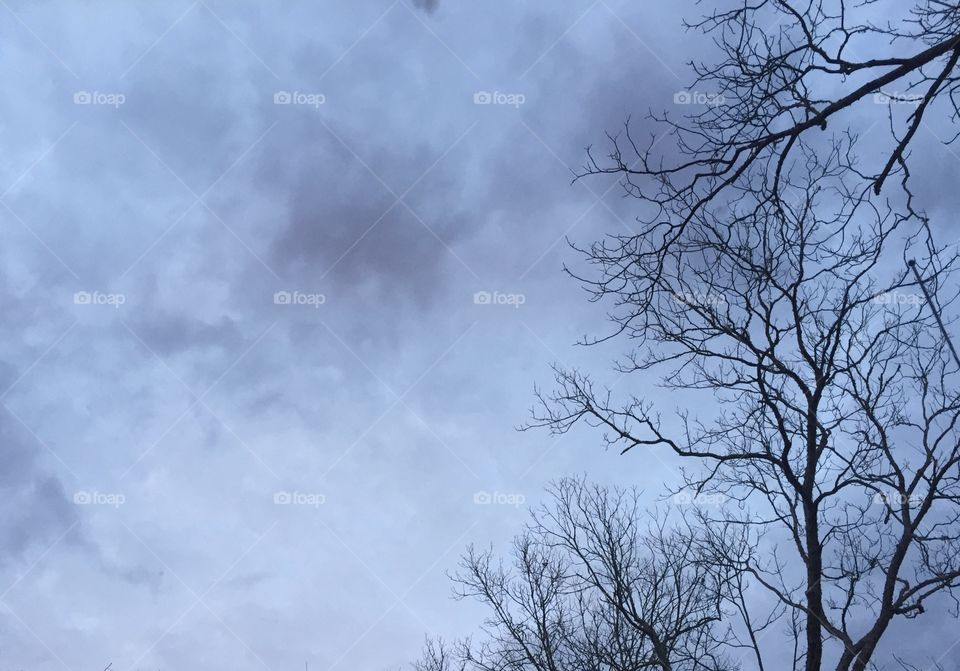 Cloudy sky above the trees