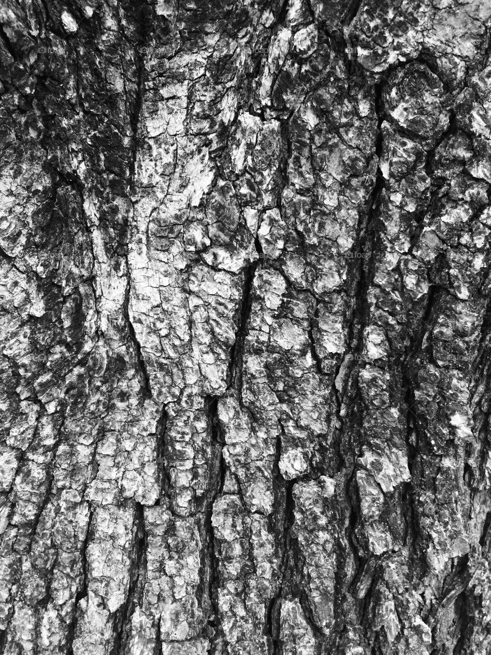 Tree Bark