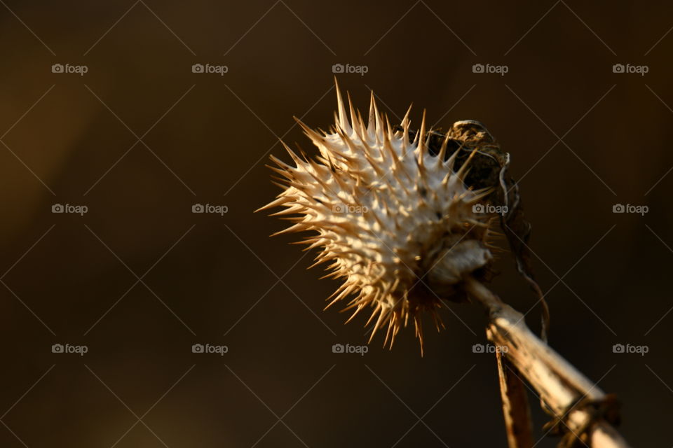 Datura de estramonio-Datura of Jimsonweed