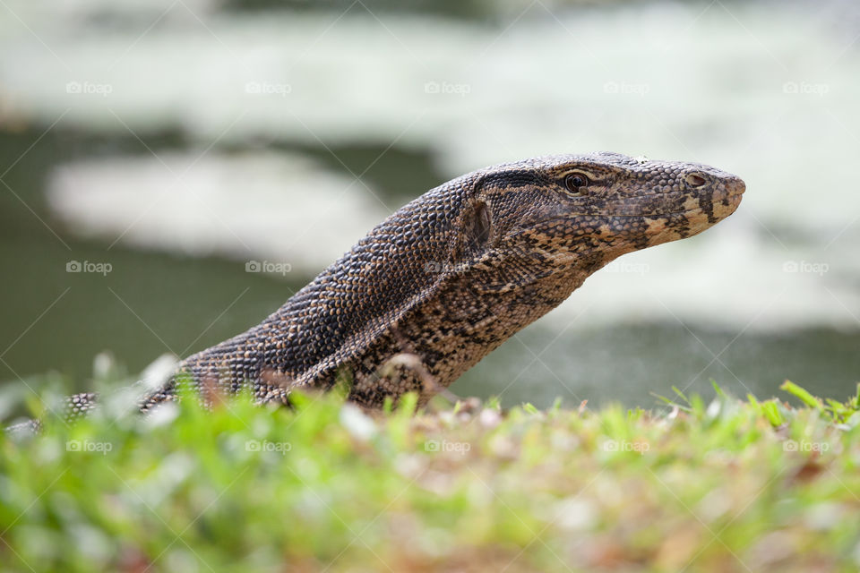 this lizard is quite common in all Thailand canal and lakes