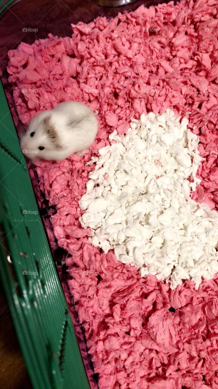 Cute hamster 