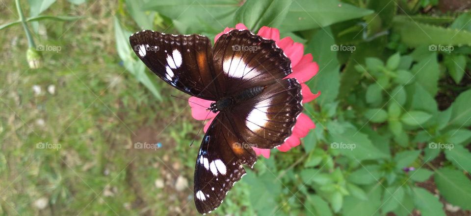 a beautiful butterfly perched on a blooming flower