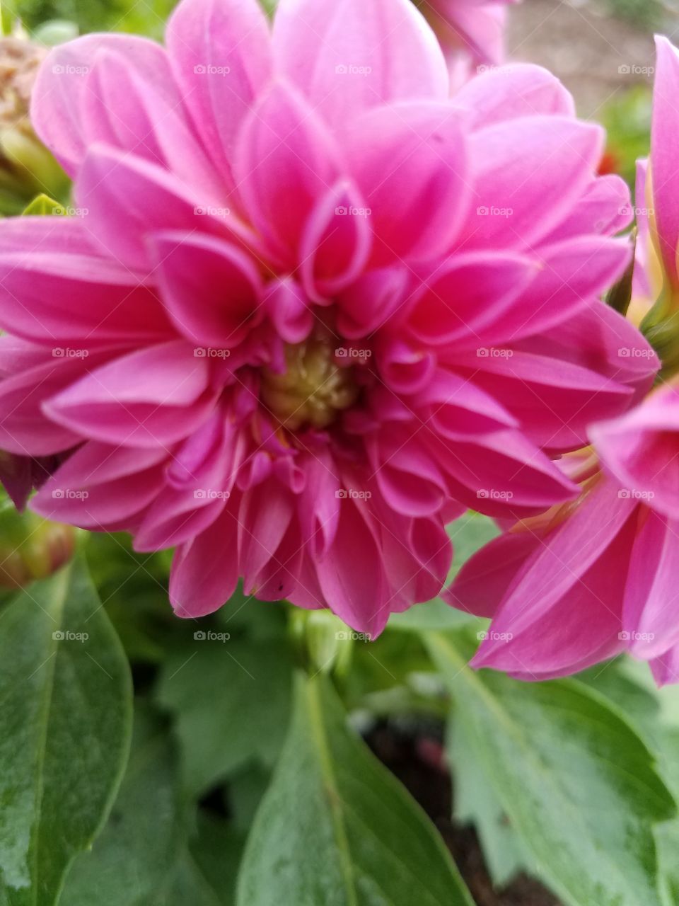 Dahlia