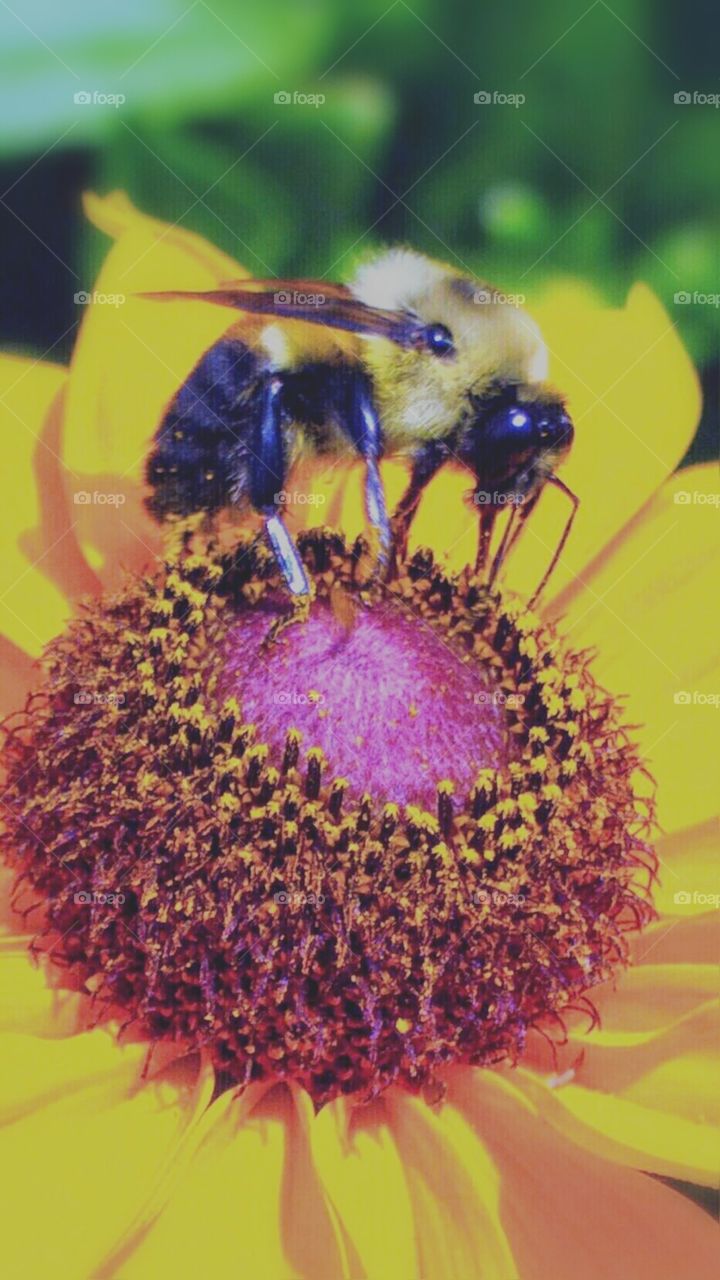 bee
