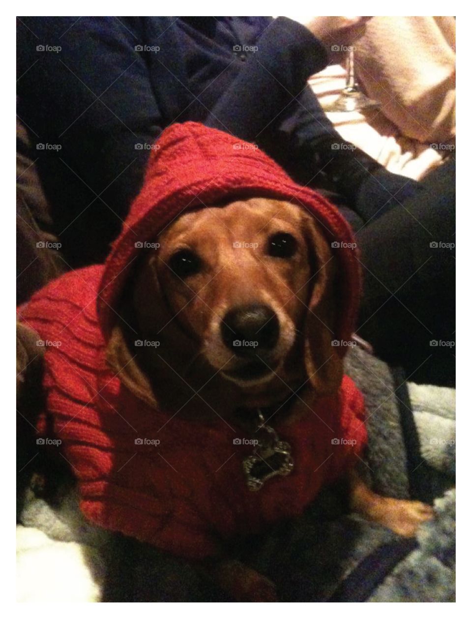 Dog in red jacket
