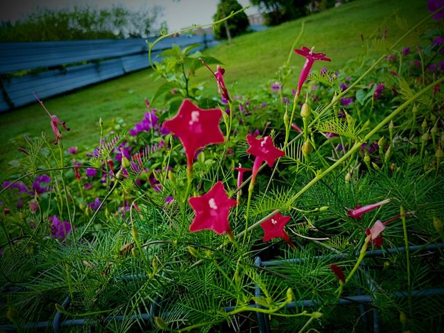 beautiful flowers