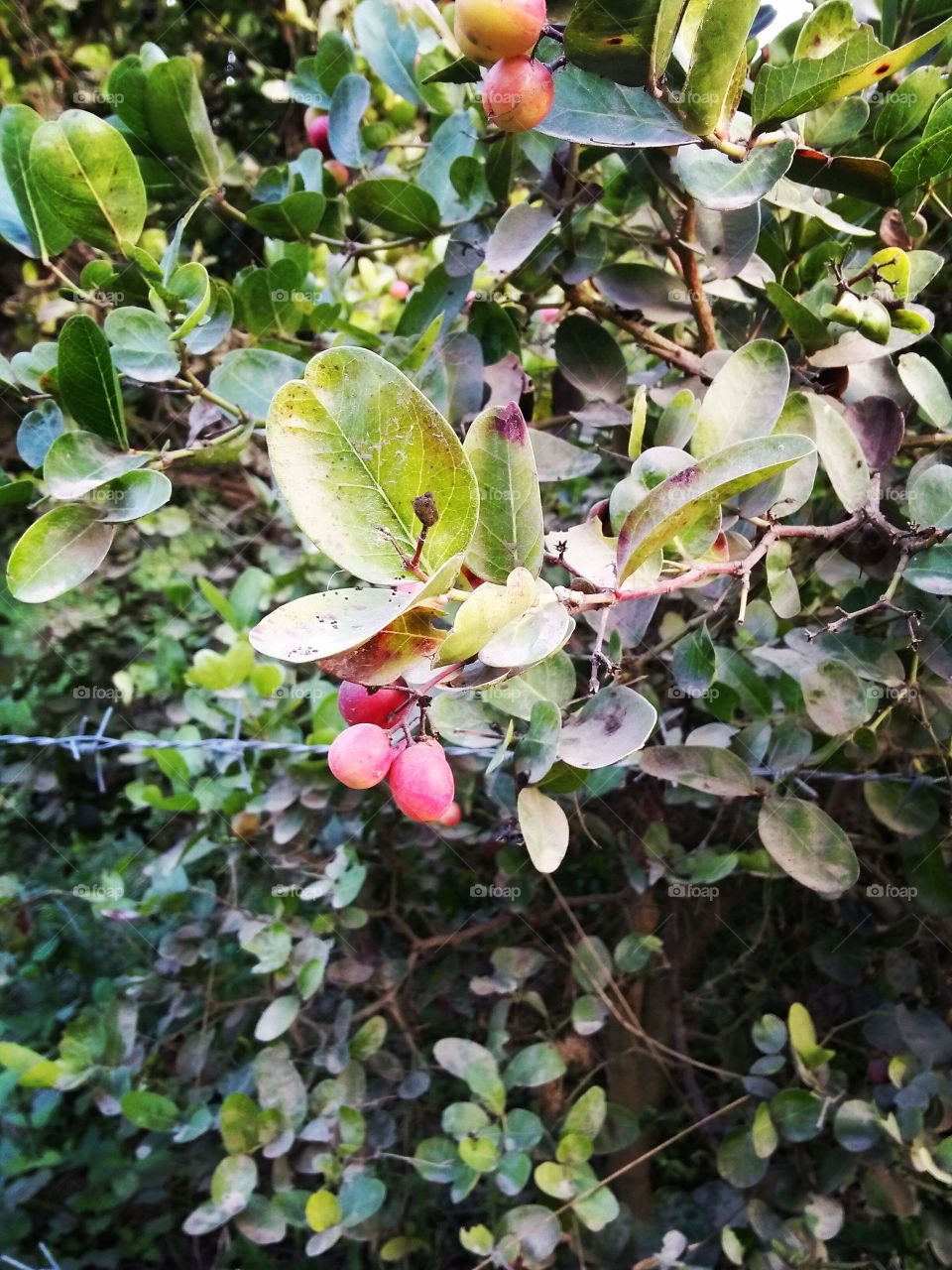 Fruit