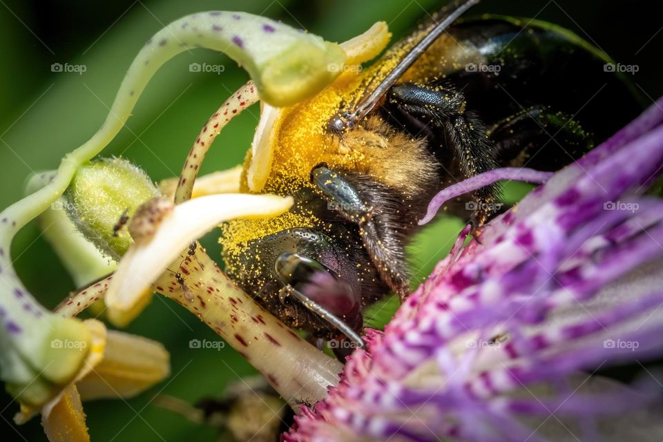 An Eastern Carpenter Bee relishes the pollen of a Purple Passion Flower. 