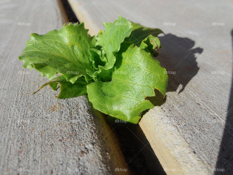 Lettuce in the cracks