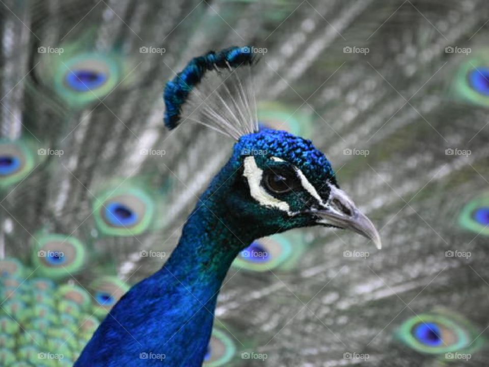 peacock spread
