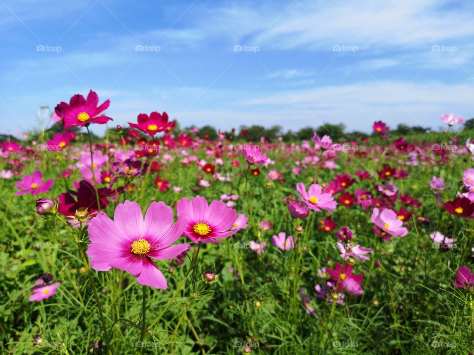 Pink flower field with summer sky