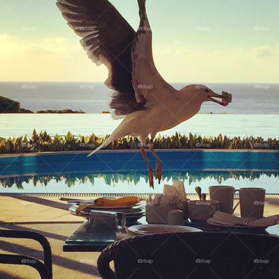 Seagull stealing food 