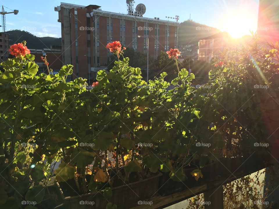 Rays of sun illuminating the flowers 