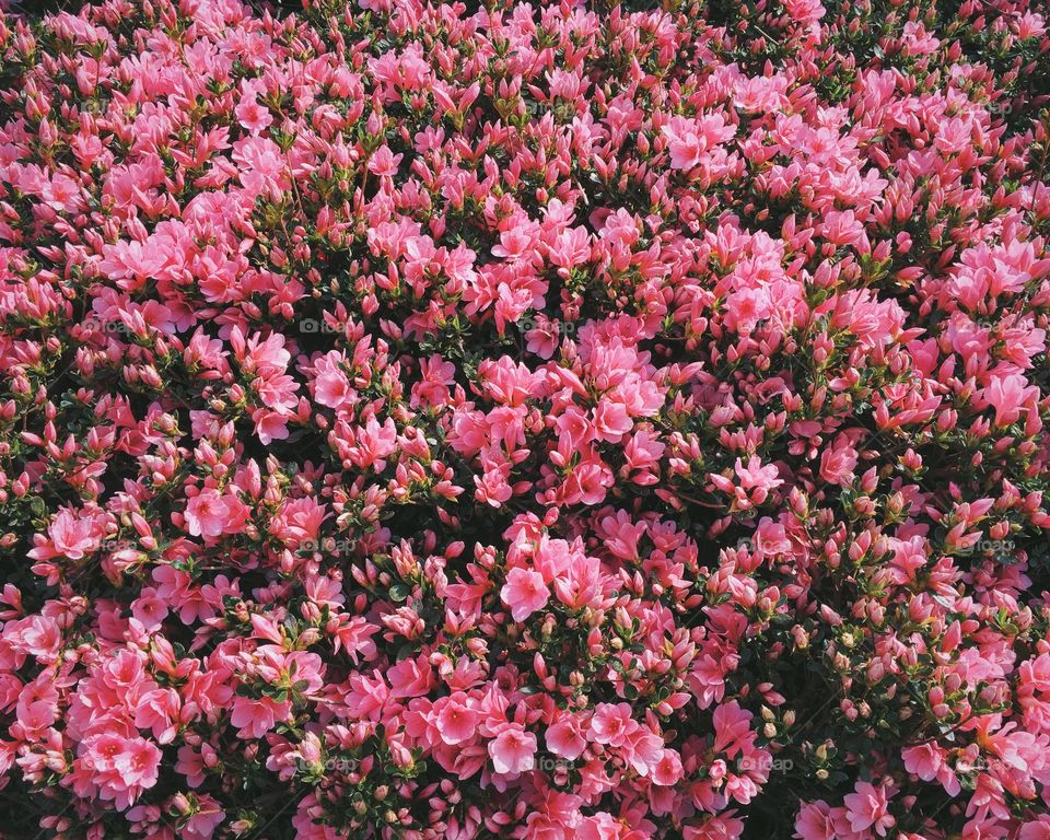 Azalea flowers
