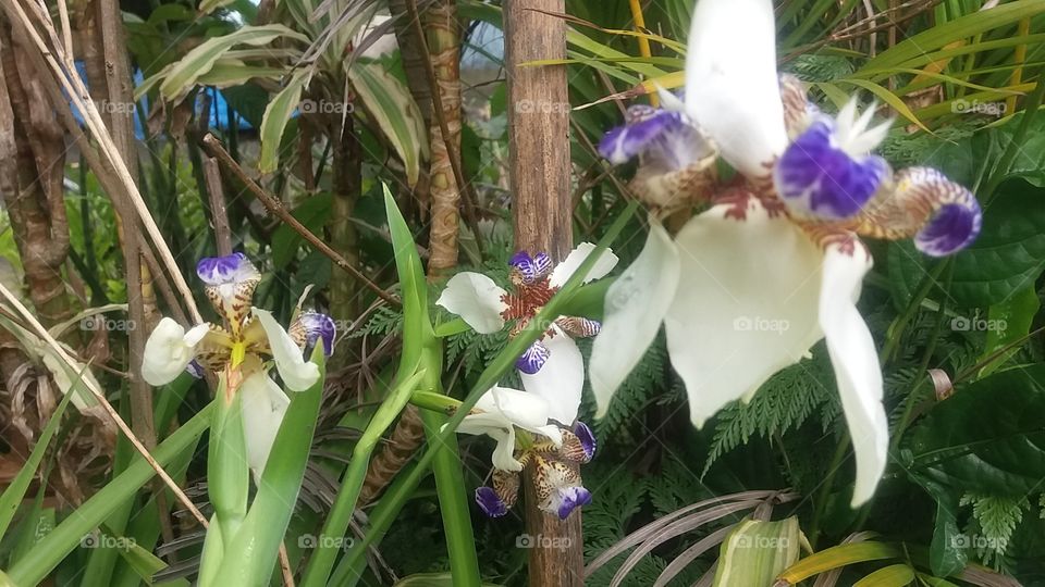 Orquídea