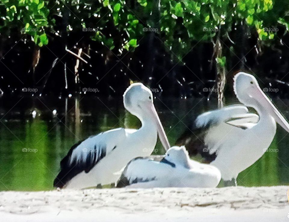 birds photography