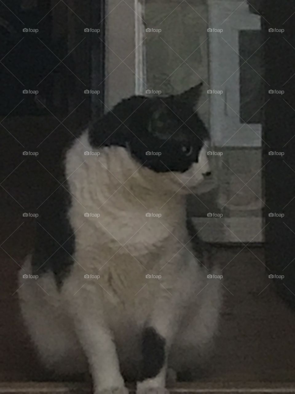 My grey and white cat in a slightly out of focus photo against a grey & white background. I like the effect as the the blurriness makes it look somewhat like a painting. 