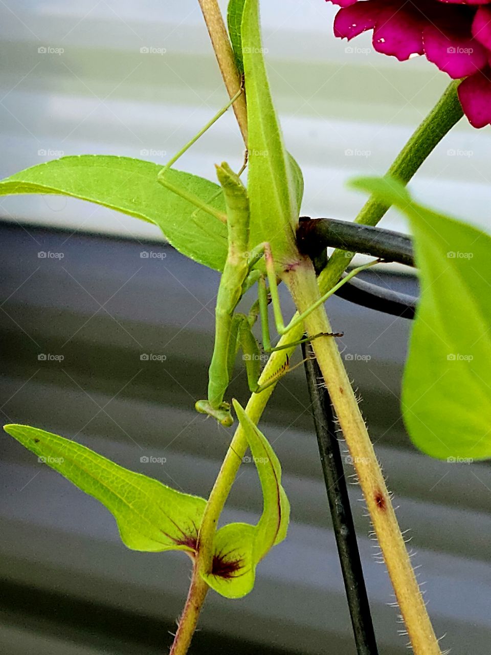 Praying Mantis