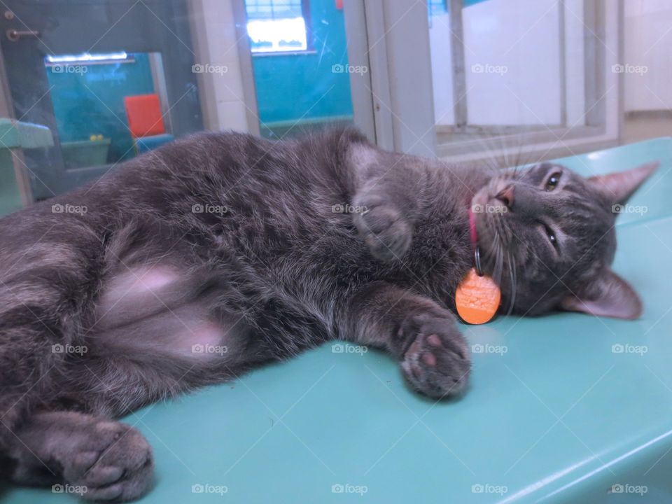 Gray tabby cat laying around 