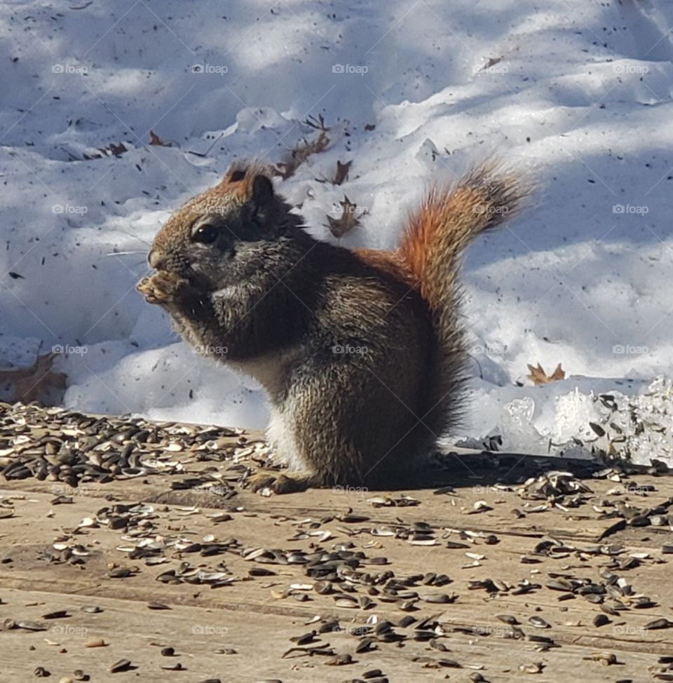 squirrel eating seed