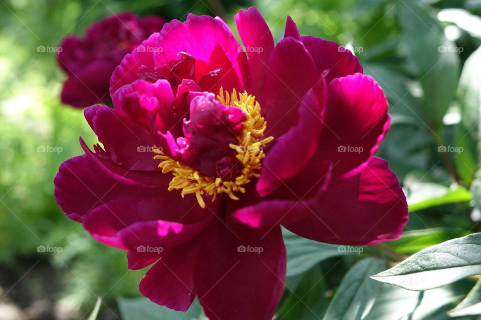 peony