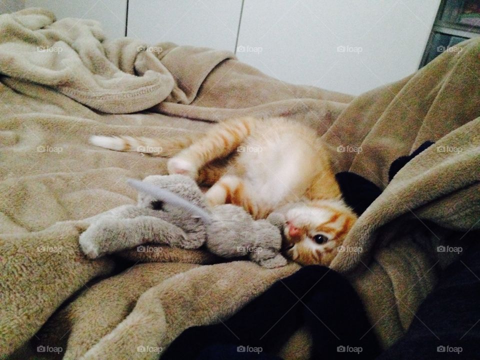 Playful orange tabby kitten