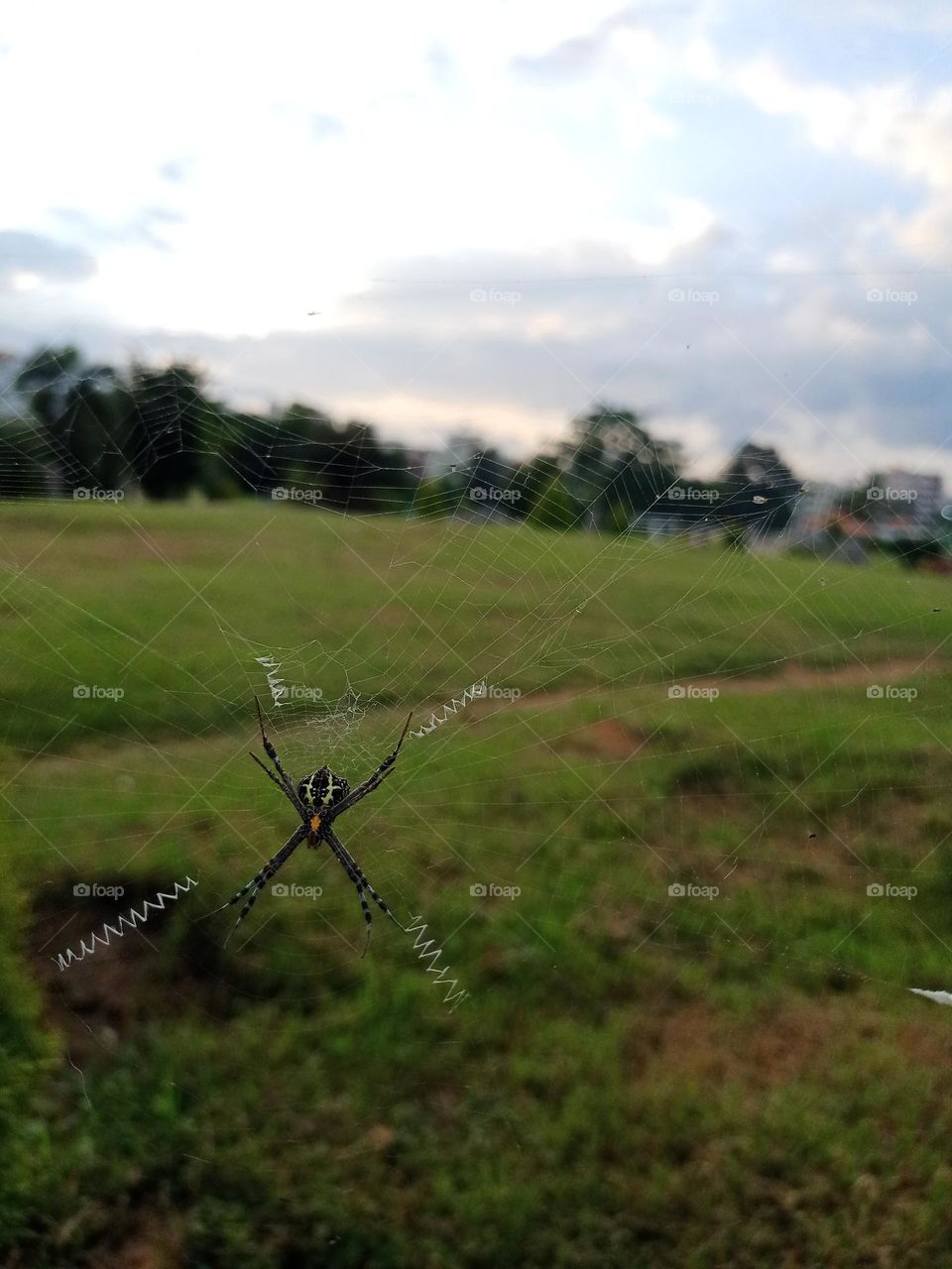 Beautiful view of black colour spider web in park in evening time with nice green background sky clouds tree it's looks beautiful