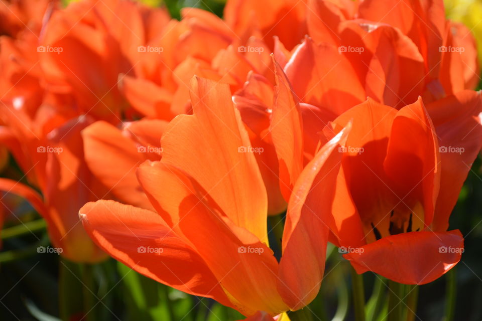 Closeup of orange tulips in the sun