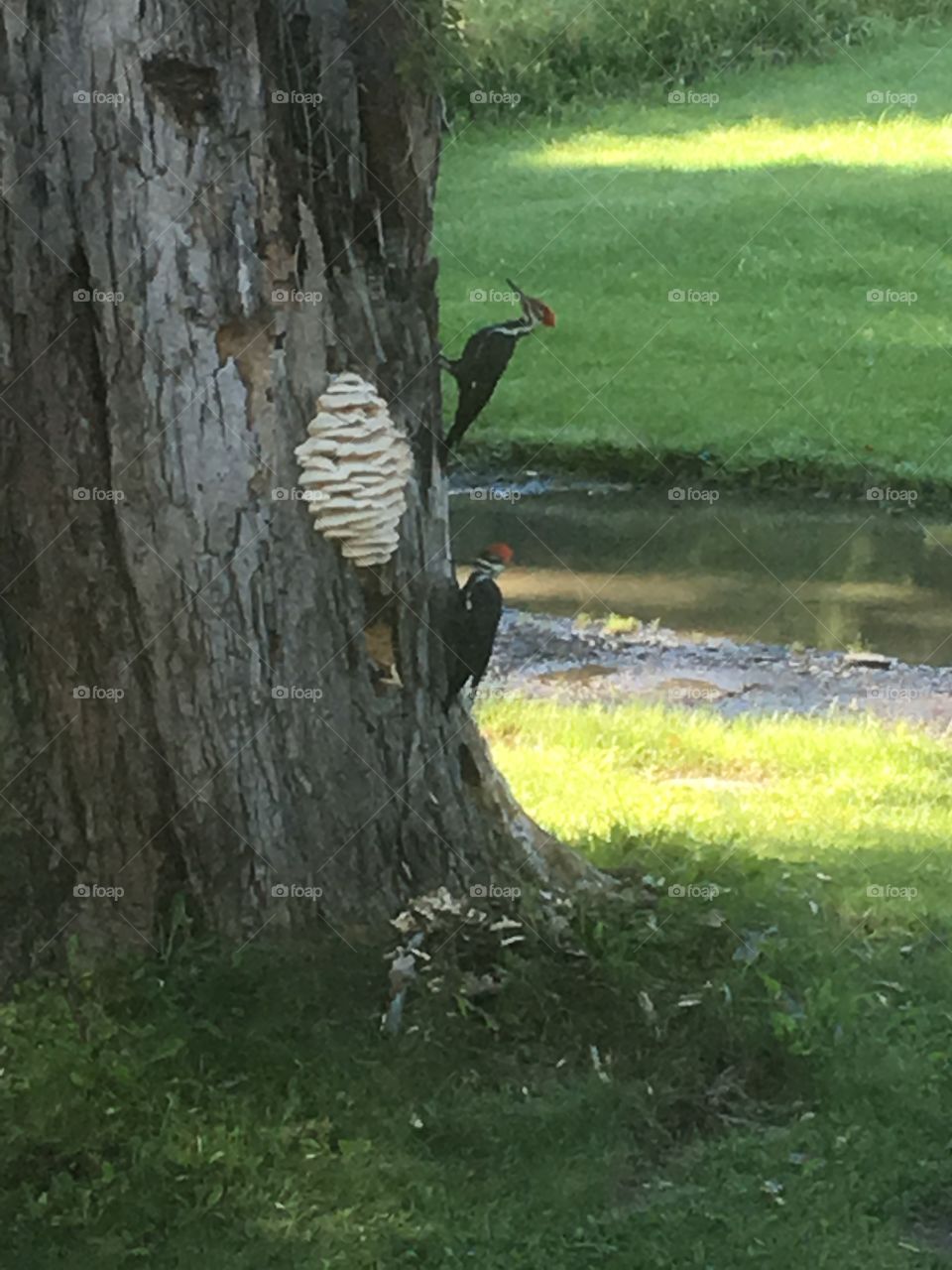 Palliated woodpeckers 