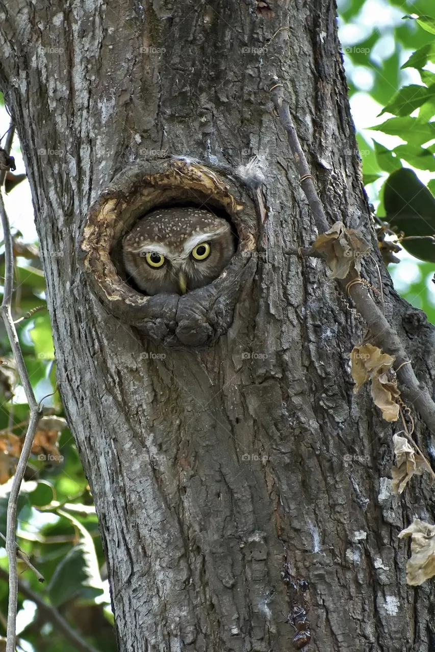Wild eyes